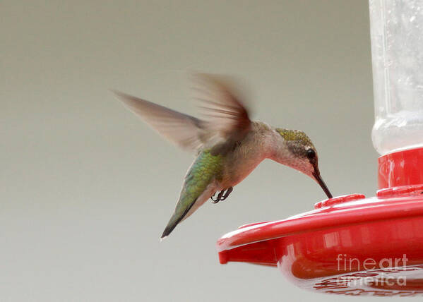 Birds Art Print featuring the photograph Hummingbird #13 by Lori Tordsen