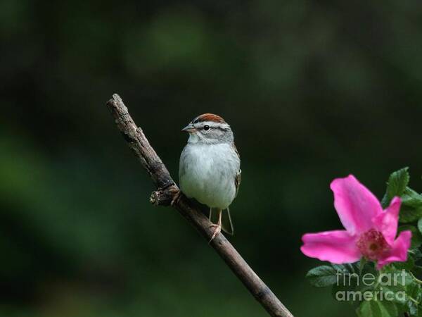 Nature Art Print featuring the photograph Chipping Sparrow #26 by Jack R Brock