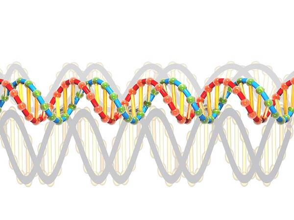 Deoxyribonucleic Acid Art Print featuring the photograph Dna Molecule, Artwork #26 by Laguna Design