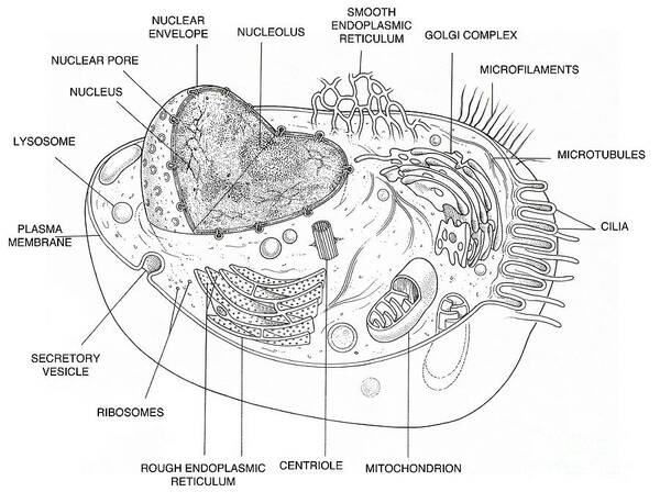 Animal Cell Diagram Art Print by Science Source - Fine Art America