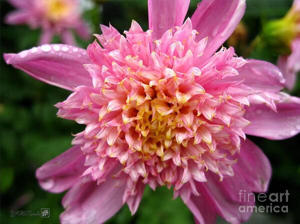 Dahlia Art Print featuring the photograph Dahlia named Siemen Doorenbosch #4 by J McCombie