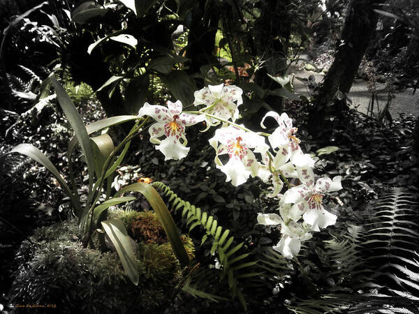Flowers Art Print featuring the photograph Orchids #4 by Gina De Gorna