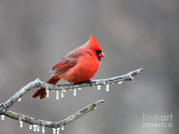 Nature Art Print featuring the photograph Northern Cardinal #62 by Jack R Brock