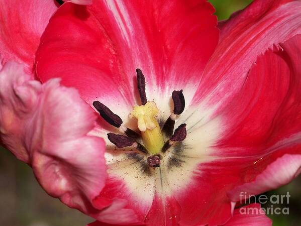 Tulipe Art Print featuring the photograph Tulipe #4 by Sylvie Leandre