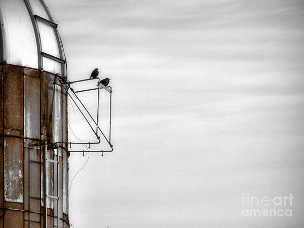 Blackbirds Art Print featuring the photograph A Change Is Coming by Angie Rea