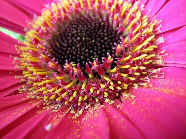 Gerbera Daisy Art Print featuring the photograph A Dusting of Yellow by Chris Anderson