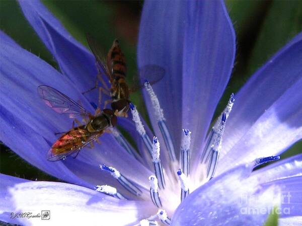Chicory Art Print featuring the photograph A Quiet Moment on the Chicory by J McCombie