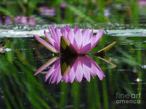 Water Lily Art Print featuring the photograph A Reflection of A Fuchsia Water Lily by Chad and Stacey Hall