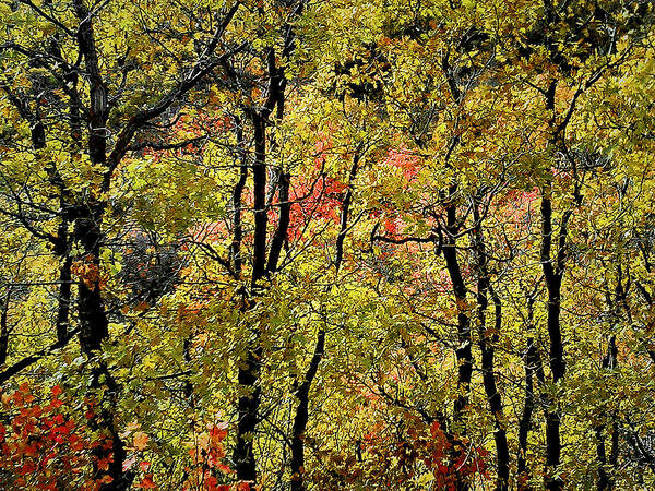 Fall Art Print featuring the photograph A Splash of Fall by Susan Kinney