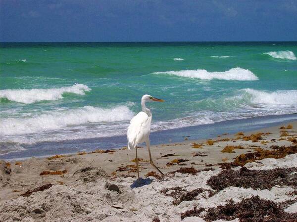 Beach Art Print featuring the photograph A Walk In Long Boat Key by Megan Ford-Miller