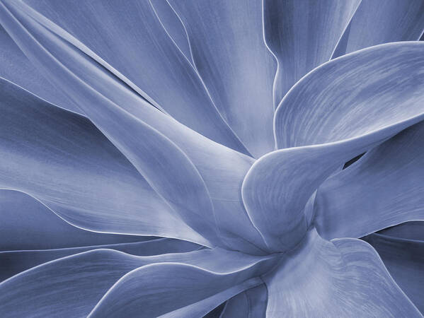 Agave Art Print featuring the photograph Agave in Blue by Bel Menpes