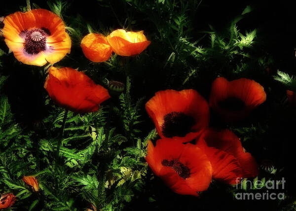 Poppies Art Print featuring the photograph All Aglow by Andrea Kollo