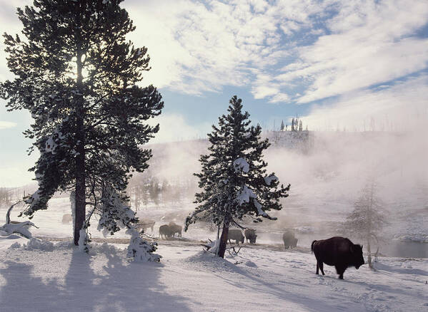 00174314 Art Print featuring the photograph American Bison In Winter Yellowstone by Tim Fitzharris
