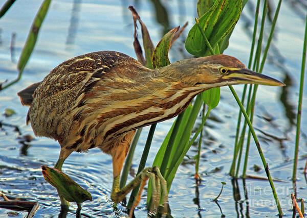 Bittern Art Print featuring the photograph American Bittern by Larry Nieland