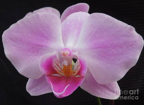 Orchid Art Print featuring the photograph An Orchid by Chad and Stacey Hall