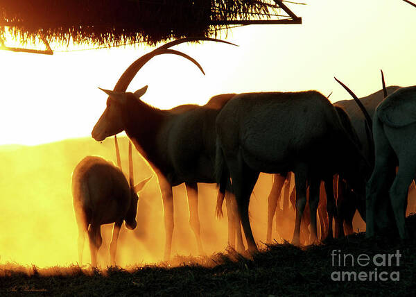 Antelope Art Print featuring the photograph Antelope at sunset by Arik Baltinester