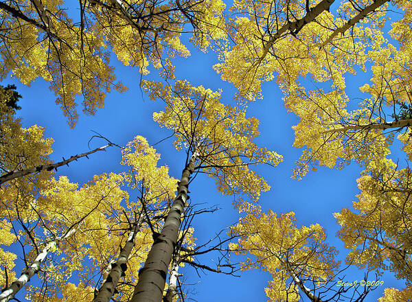 Aspen Art Print featuring the photograph Aspen in the Sky by Stephen Johnson