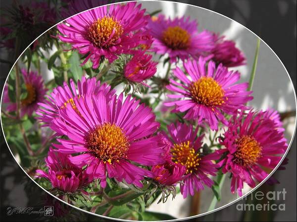 Aster Art Print featuring the photograph Aster named September Ruby by J McCombie