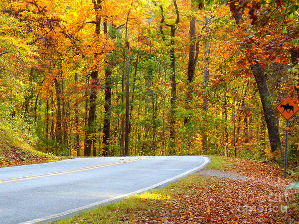Autumn Art Print featuring the photograph Autumn Drive by Lydia Holly