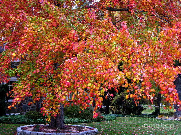 Autumn Maple Tree Art Print featuring the photograph Autumn Maple by Byron Varvarigos