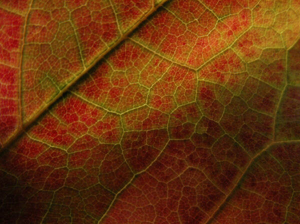 Close Up Leaf Art Print featuring the photograph Autumn Maple Leaf by Nancy Griswold