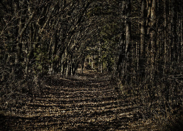 Trail Art Print featuring the photograph Autumn Path by Thomas Young