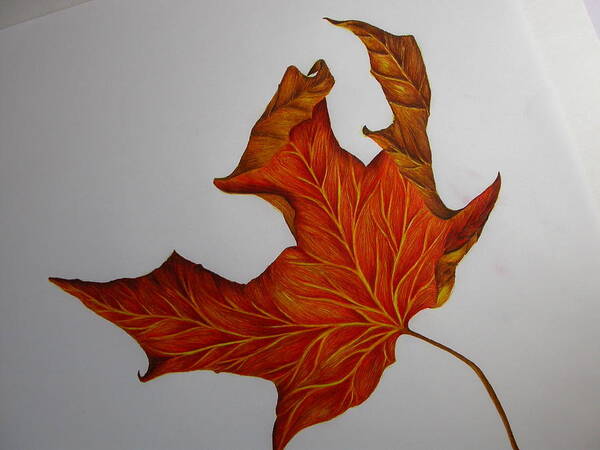 Leaf Art Print featuring the drawing Autumn Surrender Leaf by Carol Frances Arthur