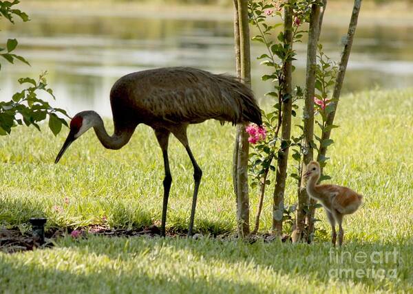 Sandhill Crane Art Print featuring the photograph Baby Sandhill with Mom by Carol Groenen