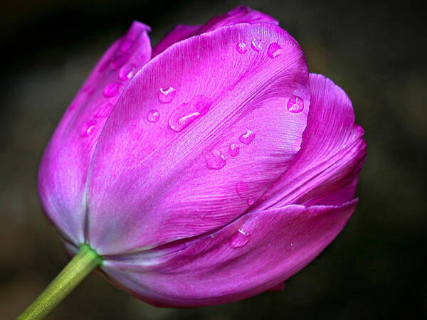 Flower Art Print featuring the photograph Back end of a tulip by Jean Noren