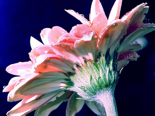 Gerbera Daisy Art Print featuring the photograph Bathing In Moonlight by Rory Siegel