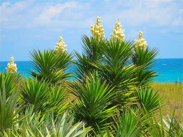 S. Fl Vegetation Art Print featuring the photograph Beach Yucca in Blossom by Kathryn Barry