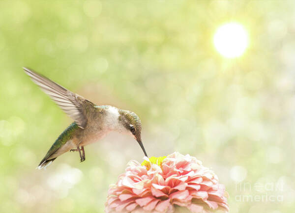 Archilochus Colubris Art Print featuring the photograph Beautiful Hummingbird by Sari ONeal