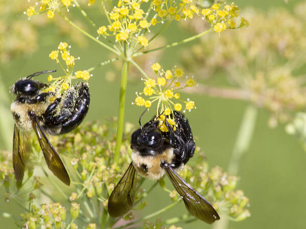 Bee Art Print featuring the photograph Bees at wprk by Shelley Bain