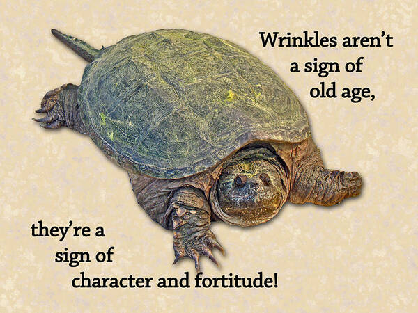 Birthday Art Print featuring the photograph Birthday Card American Snapping Turtle by Carol Senske