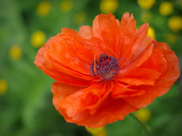 Poppy Art Print featuring the photograph Blazing Beauty II by Linda Mishler