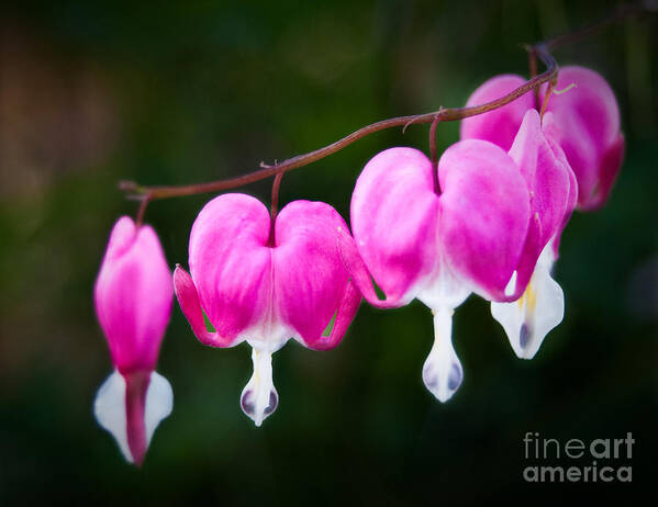 Flower Art Print featuring the photograph Bleeding Hearts 001 by Larry Carr