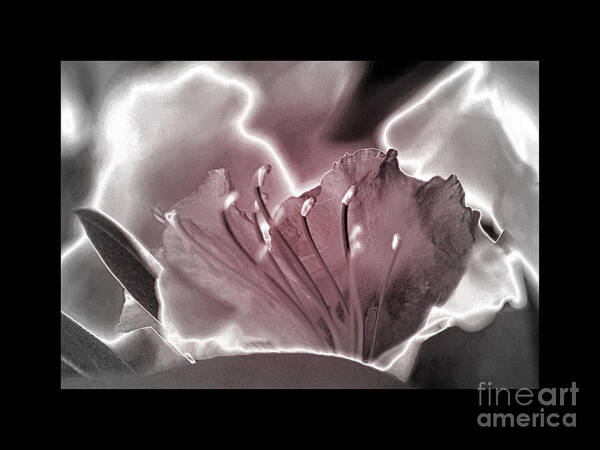 Color Photography Art Print featuring the photograph Blush by Sue Stefanowicz