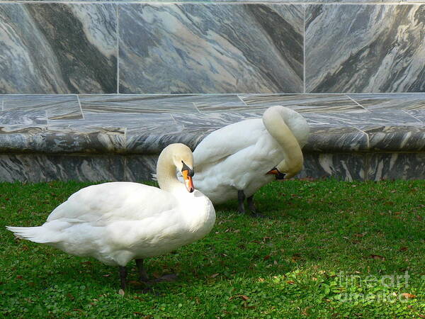 Bok Tower Gardens Art Print featuring the photograph Bok Tower Swans by Elizabeth Fontaine-Barr