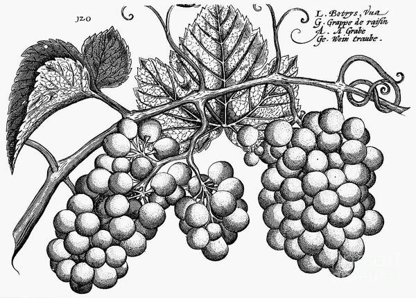 Biology Art Print featuring the photograph Botany: Grapes by Granger