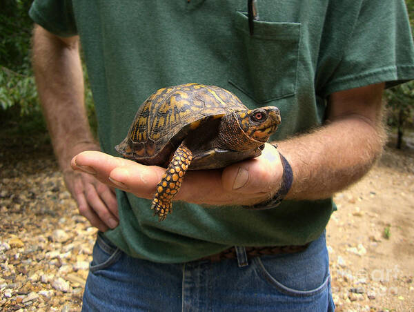 Box Turtle Art Print featuring the photograph Box Turtle by William Kuta