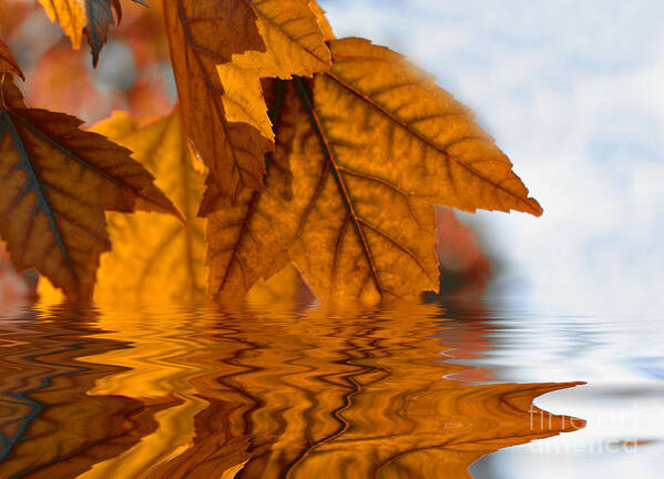 Autumn Art Print featuring the photograph Bronze Reflections in Autumn by Elaine Manley