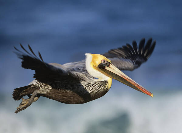 00176567 Art Print featuring the photograph Brown Pelican Flying North America by Tim Fitzharris