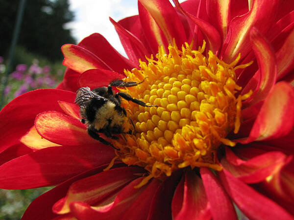 Oregon Art Print featuring the photograph Bumblebee Dahlia 1 by Lora Fisher