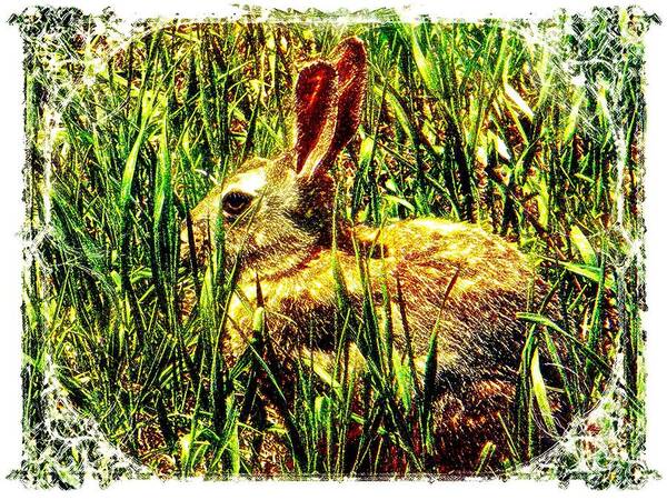 Bunny Art Print featuring the photograph Bunny by Michelle Frizzell-Thompson