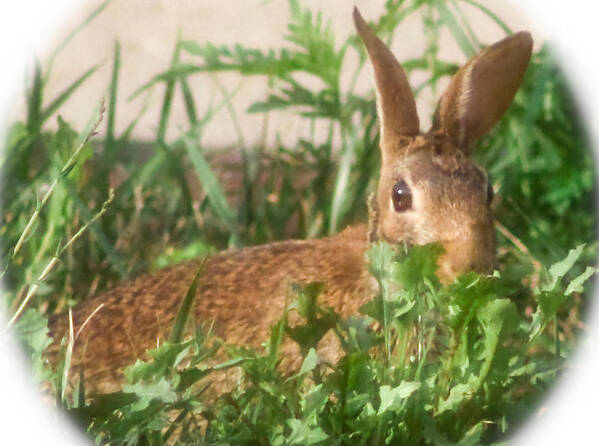 Park Wildlife Art Print featuring the photograph Bunny Playing Hide and Seek by Maureen McDonald