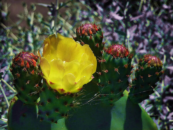 Opuntia Neoargentina Art Print featuring the photograph Cactus Blossom 8 by Xueling Zou