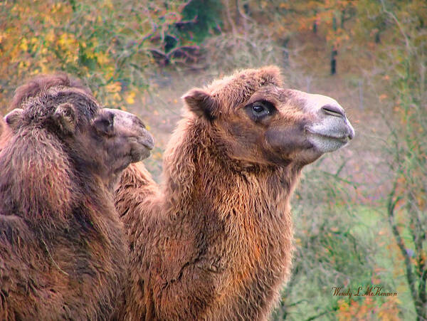 Camels Canvas Prints Art Print featuring the photograph Calm Camels by Wendy McKennon