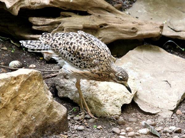 Nature Art Print featuring the photograph Cape Thick Knee by Jack R Brock