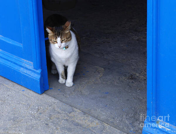 Cat Art Print featuring the photograph Cat At The Doorway by Bob Christopher