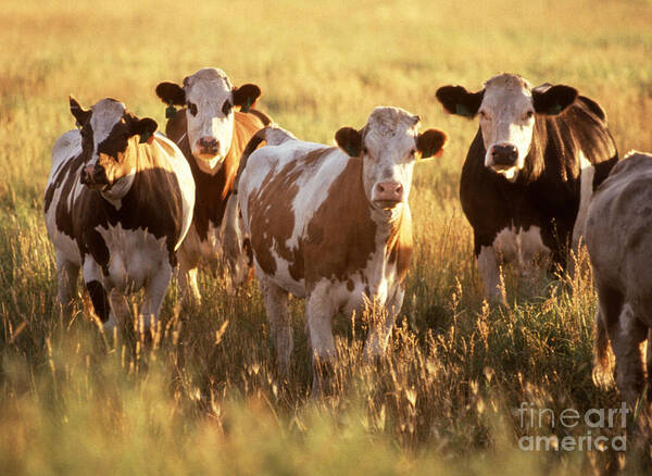 Cow Art Print featuring the photograph Cattle In Field by Science Source